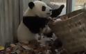 Καθαρίστρια επιχειρεί να καθαρίσει τον χώρο δύο Panda! [video]