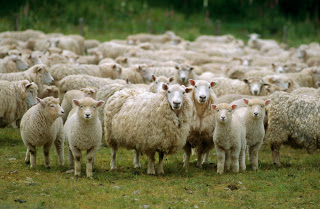 Πρόβατα εκτός ελέγχου επιτέθηκαν σε χωριό - Είχαν φάει κάνναβη! - Φωτογραφία 1