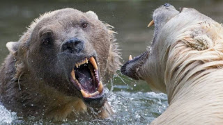 Ανακαλύφθηκε νέος είδος αρκούδας - Φωτογραφία 1
