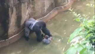 Tρόμος σε ζωολογικό κήπο: Γορίλας άρπαξε τετράχρονο παιδί που έπεσε στο κλουβί του! - Φωτογραφία 1
