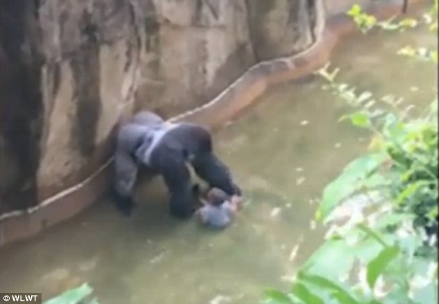 Tρόμος σε ζωολογικό κήπο: Γορίλας άρπαξε τετράχρονο παιδί που έπεσε στο κλουβί του! - Φωτογραφία 3