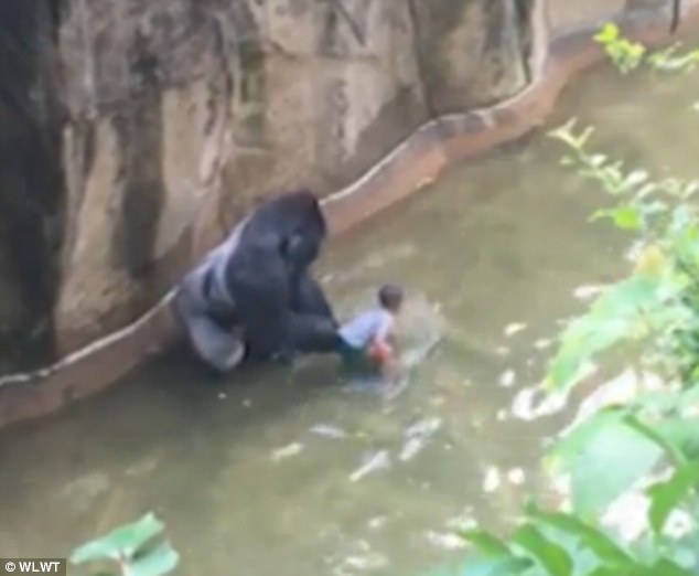 Tρόμος σε ζωολογικό κήπο: Γορίλας άρπαξε τετράχρονο παιδί που έπεσε στο κλουβί του! - Φωτογραφία 4