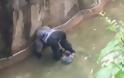 Tρόμος σε ζωολογικό κήπο: Γορίλας άρπαξε τετράχρονο παιδί που έπεσε στο κλουβί του!