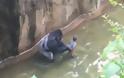 Tρόμος σε ζωολογικό κήπο: Γορίλας άρπαξε τετράχρονο παιδί που έπεσε στο κλουβί του! - Φωτογραφία 2