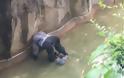 Tρόμος σε ζωολογικό κήπο: Γορίλας άρπαξε τετράχρονο παιδί που έπεσε στο κλουβί του! - Φωτογραφία 3