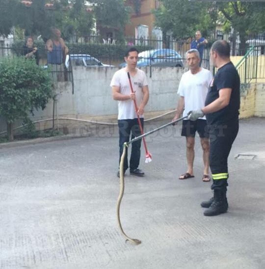 Λαμία: Τους περίμενε το φίδι πάνω στο καπό - Απίστευτες φωτογραφίες... - Φωτογραφία 3