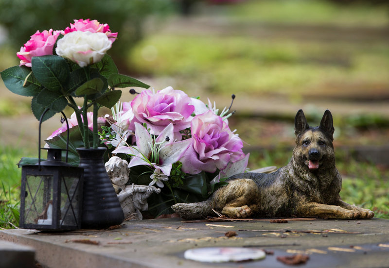 Ένα σπίτι στο Βέλγιο αναλαμβάνει κηδείες και ταρίχευση κατοικίδιων ζώων - Φωτογραφία 18