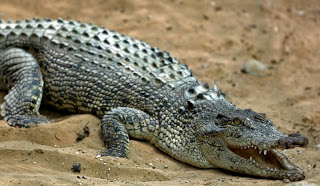 Σοκ στην Αυστραλία: Κροκόδειλος σκότωσε μια γυναίκα σε παραλία - Φωτογραφία 1