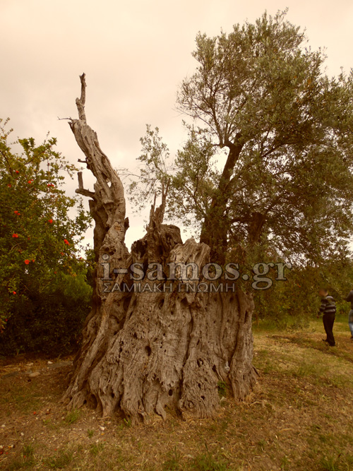 Σάμος: H Ελιά της Εύας ηλικίας 2500 ετών! [photos] - Φωτογραφία 3