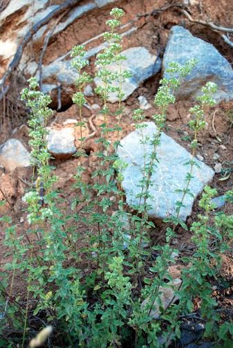 Προστασία αρωματικών φυτών της προστατευόμενης περιοχής Πάρνωνα - Μουστού - Φωτογραφία 2