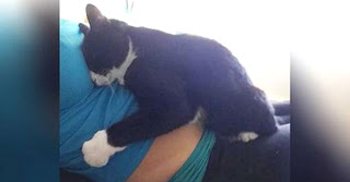 Η Γάτα επέμενε να αγκαλιάζει την κοιλιά της εγκύου ιδιοκτήτριάς της - Δείτε όμως τι έγινε όταν γέννησε… [photos] - Φωτογραφία 1
