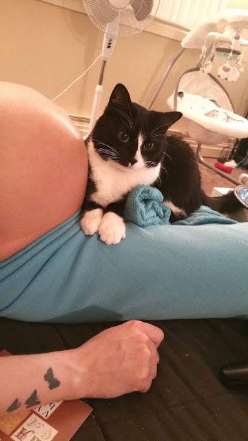 Η Γάτα επέμενε να αγκαλιάζει την κοιλιά της εγκύου ιδιοκτήτριάς της - Δείτε όμως τι έγινε όταν γέννησε… [photos] - Φωτογραφία 5