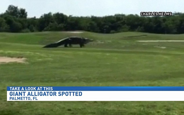 Αλιγάτορας βολτάρει ανέμελος σε γήπεδο γκολφ στη Φλόριντα - Φωτογραφία 2