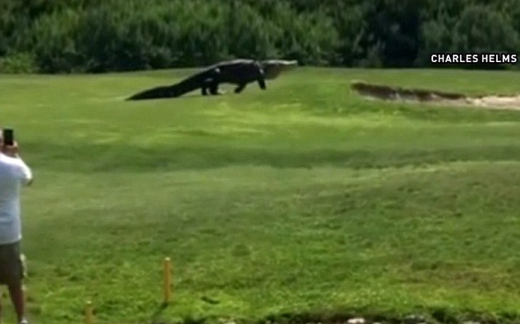 Αλιγάτορας βολτάρει ανέμελος σε γήπεδο γκολφ στη Φλόριντα - Φωτογραφία 3