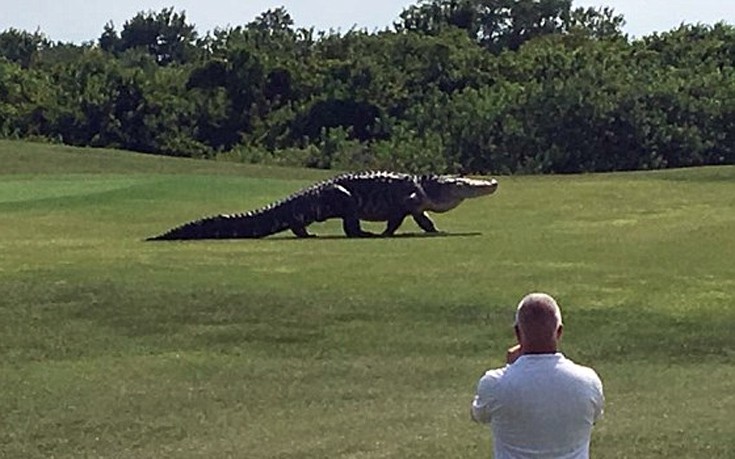 Αλιγάτορας βολτάρει ανέμελος σε γήπεδο γκολφ στη Φλόριντα - Φωτογραφία 4