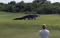 Αλιγάτορας βολτάρει ανέμελος σε γήπεδο γκολφ στη Φλόριντα