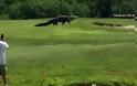 Αλιγάτορας βολτάρει ανέμελος σε γήπεδο γκολφ στη Φλόριντα - Φωτογραφία 3