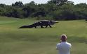 Αλιγάτορας βολτάρει ανέμελος σε γήπεδο γκολφ στη Φλόριντα - Φωτογραφία 4
