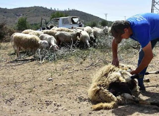 Κουρεύοντας τα πρόβατα με τον παραδοσιακό τρόπο [photos] - Φωτογραφία 1