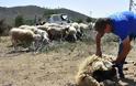 Κουρεύοντας τα πρόβατα με τον παραδοσιακό τρόπο [photos]