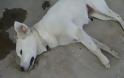 Σκύδρα Πέλλας: Έριξαν φόλες και δηλητηρίασαν σκυλιά ακόμα και μέσα στο περιφραγμένο καταφύγιο - Φωτογραφία 1