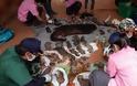 Ταϊλάνδη: Σαράντα νεκρά τιγράκια βρέθηκαν σε ψυγείο βουδιστικού ναού