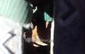 Φρίκη: κρέμασαν σκυλί από φρεάτιο στα Χανιά - Φωτογραφία 3