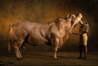BINTEO - ΣΟΚ: Αυτές είναι οι αγελάδες που τρώμε και είναι γενετικά τροποποιημένες! [video] - Φωτογραφία 1