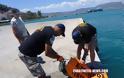 Οι Loutraki Divers καθάρισαν το βυθό στο λιμάνι του Ναυπλίου [photos] - Φωτογραφία 17