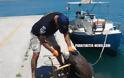 Οι Loutraki Divers καθάρισαν το βυθό στο λιμάνι του Ναυπλίου [photos] - Φωτογραφία 8