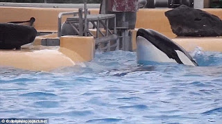 Εικόνες - ΣΟΚ: Φάλαινα έμεινε ακίνητη έξω από την πισίνα προσπαθώντας να αυτοκτονήσει! [photos] - Φωτογραφία 1