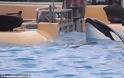 Εικόνες - ΣΟΚ: Φάλαινα έμεινε ακίνητη έξω από την πισίνα προσπαθώντας να αυτοκτονήσει! [photos]