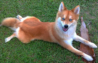 Απίστευτος σκύλος μοιάζει με αλεπού! [photos] - Φωτογραφία 1