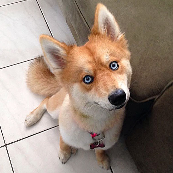 Απίστευτος σκύλος μοιάζει με αλεπού! [photos] - Φωτογραφία 6