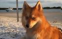 Απίστευτος σκύλος μοιάζει με αλεπού! [photos] - Φωτογραφία 2