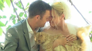 Γάμος με καλεσμένους...1100 γάτες! [photos+video] - Φωτογραφία 1
