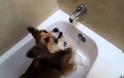 Ο σκύλος που λατρεύει να κάνει μπάνιο! [video]