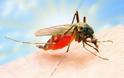 ΑΠΙΣΤΕΥΤΟ - Δείτε ΠΩΣ μας τσιμπάει ένα κουνούπι - Εικόνες από μικροσκόπιο... [video]