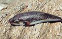 Μεγάλη προσοχή: Αυτό το ψάρι λέγεται λαγοκέφαλος και ΔΕΝ τρώγεται!