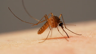 Δείτε πως τα κουνούπια μας ρουφάνε το αίμα! [video] - Φωτογραφία 1