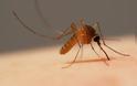 Δείτε πως τα κουνούπια μας ρουφάνε το αίμα! [video]