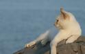 ΦΡΙΚΗ: Μαυρόψυχοι περιέλουσαν γάτα με ΚΑΥΤΟ λάδι από φριτέζα στην Αλόννησο