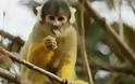 Η μαϊμού που προκάλεσε μπλακ άουτ σε μια ολόκληρη χώρα