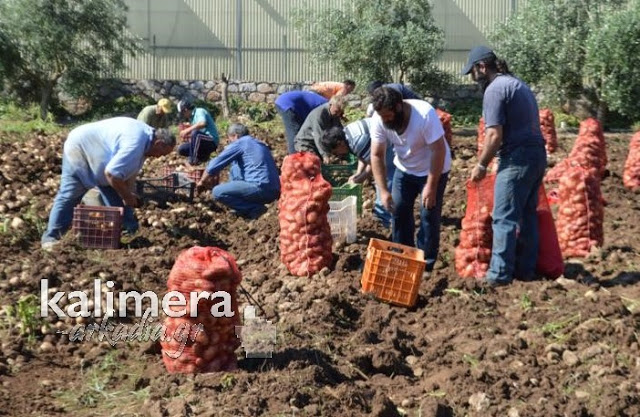 Ανέβηκε στο τρακτέρ και μάζεψε πατάτες ο Μητροπολίτης Αλέξανδρος στο Λεωνίδιο [photo+video] - Φωτογραφία 4