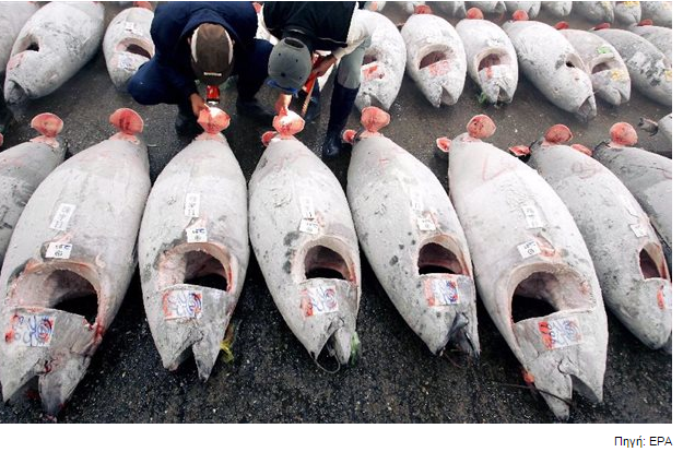 Ιαπωνία: Ερυθρός τόνος πουλήθηκε αντί 565.000 ευρώ, - Φωτογραφία 1