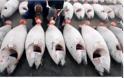 Ιαπωνία: Ερυθρός τόνος πουλήθηκε αντί 565.000 ευρώ,