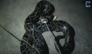 Βίντεο - ΣΟΚ: Φίδι πνίγεται όταν καταπίνει μια ολόκληρη κατσίκα! [video] - Φωτογραφία 1