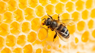 Αυτά για τις μέλισσες τα ήξερες; - Φωτογραφία 1