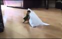 Ξεκαρδιστική αντίδραση παπαγάλου που βρίσκει ένα χαρτί στο πάτωμα... [video]