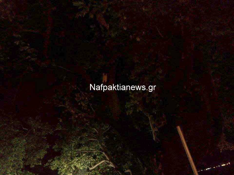 Ναύπακτος: Κεραυνός έπεσε πάνω σε πλατάνι στο Γρίμποβο - Φωτογραφία 3